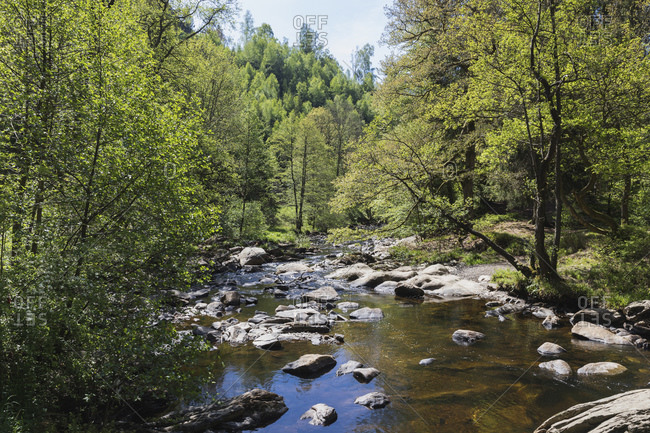Rur river flowing through High Fens - Eifel Nature Park in spring