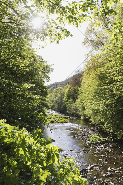 Rur river flowing through High Fens - Eifel Nature Park in spring