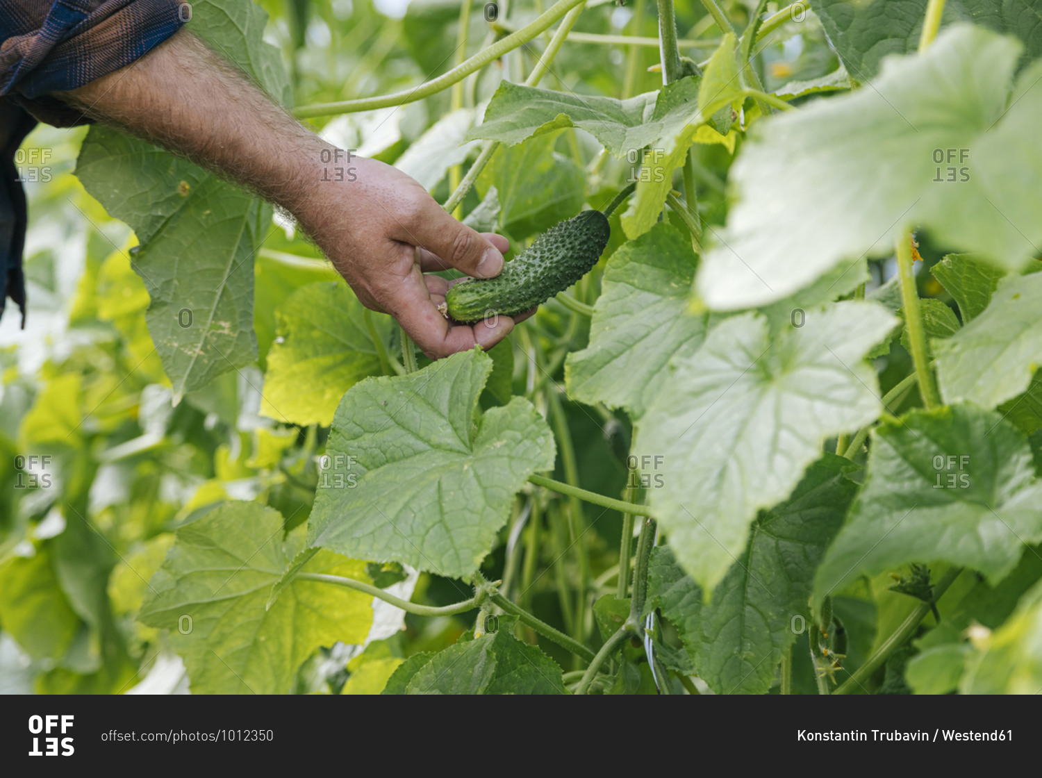 Cropped hand of man picking cucumber from garden