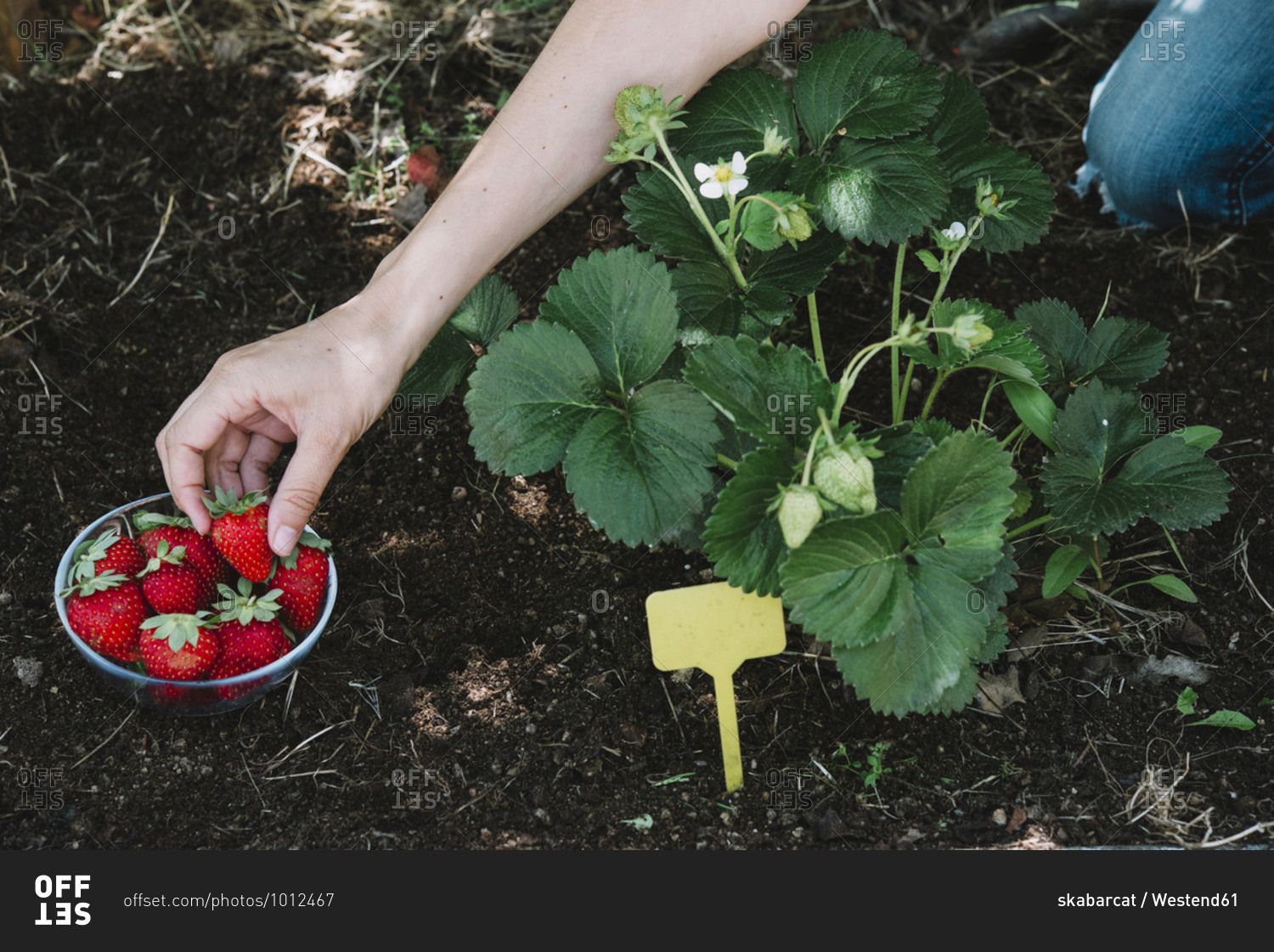 Close-up of woman hand picking strawberries from plants in community garden