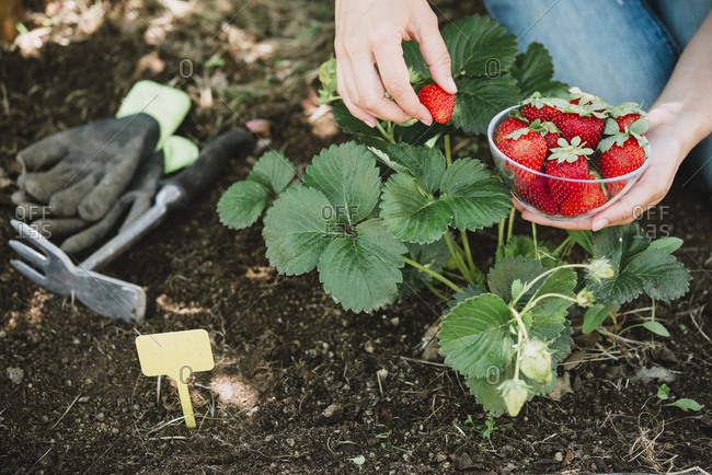 Close-up of mid adult woman hands picking strawberries in garden