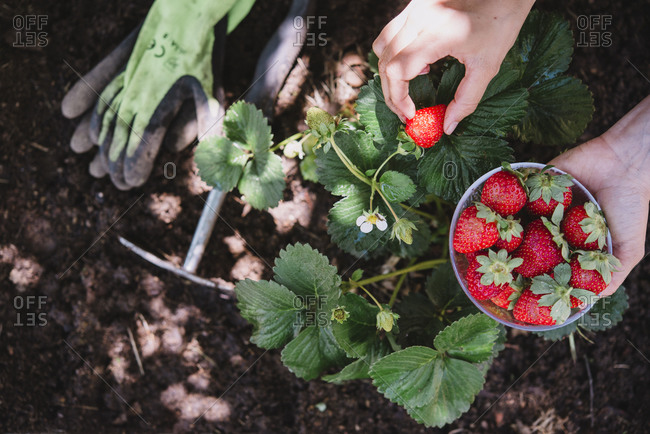 Close-up of woman hands picking strawberries from plant in garden