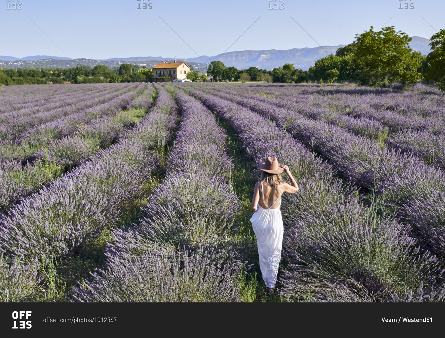 Mid adult woman wearing white dress and hat walking amidst lavender field