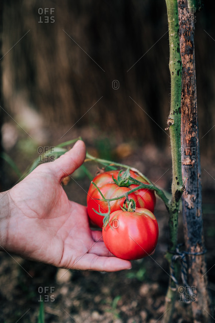 Crop anonymous gardener picking ripe red eco tomatoes from green plant while harvesting vegetables in garden in summer day