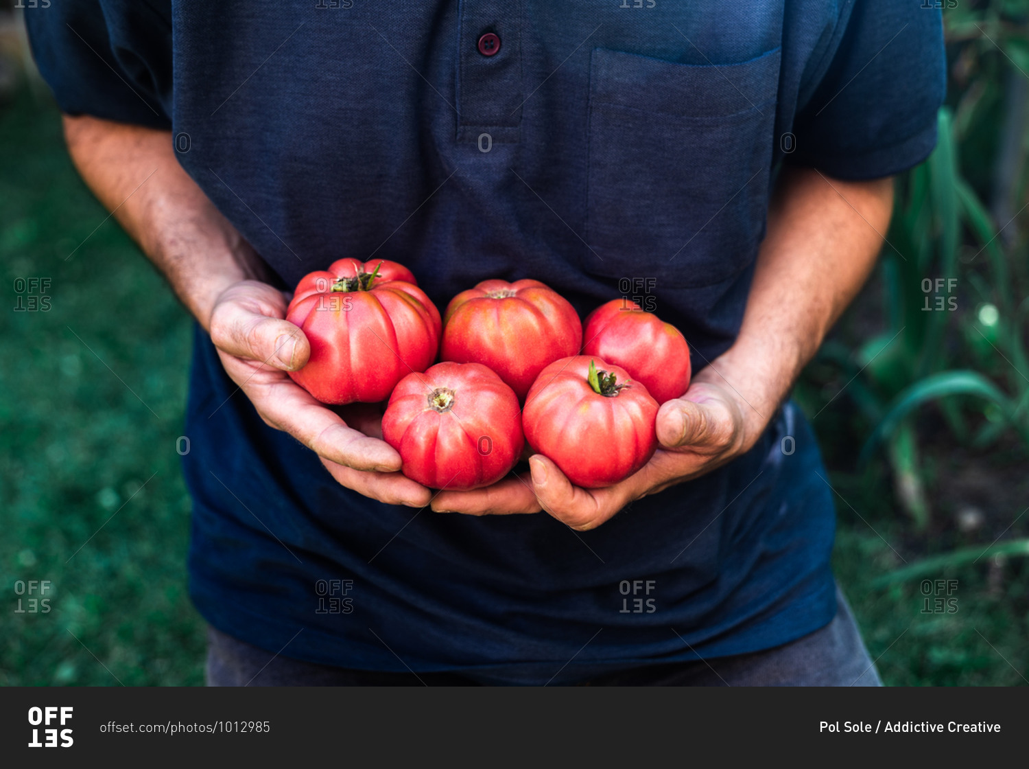 High angle of crop unrecognizable male gardener carrying bunch of ripe red tomatoes while harvesting vegetables in rural garden in summer day