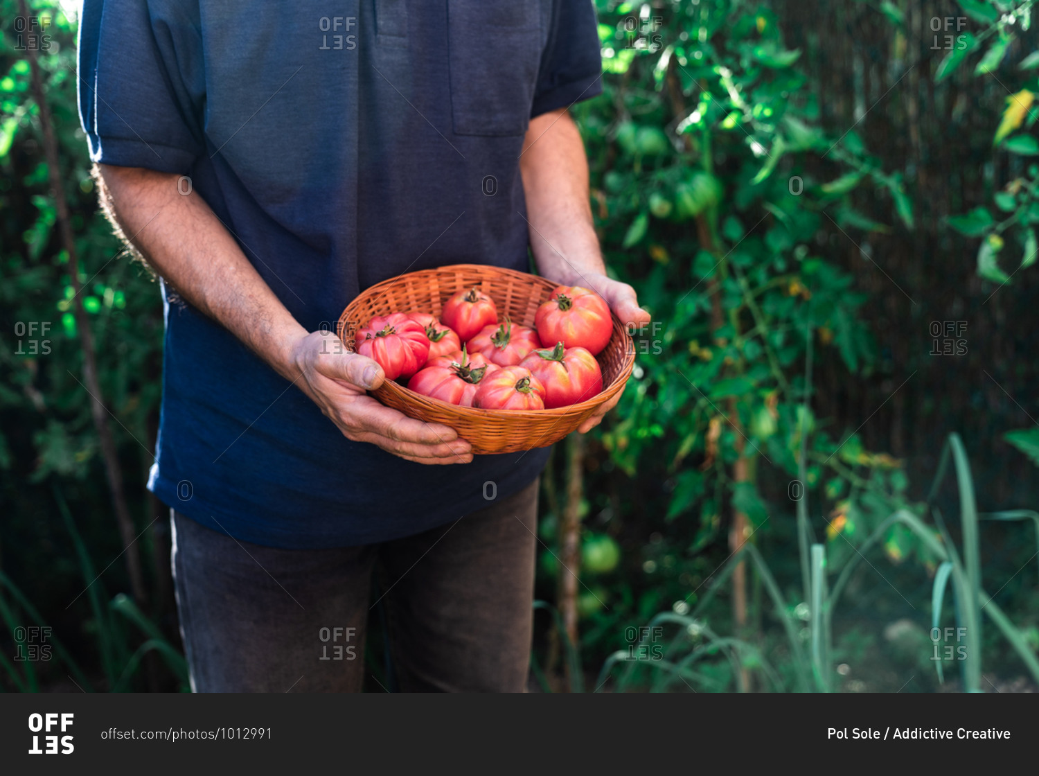 From above crop unrecognizable male gardener holding wicker bowl with fresh ripe red tomatoes during harvesting season in garden