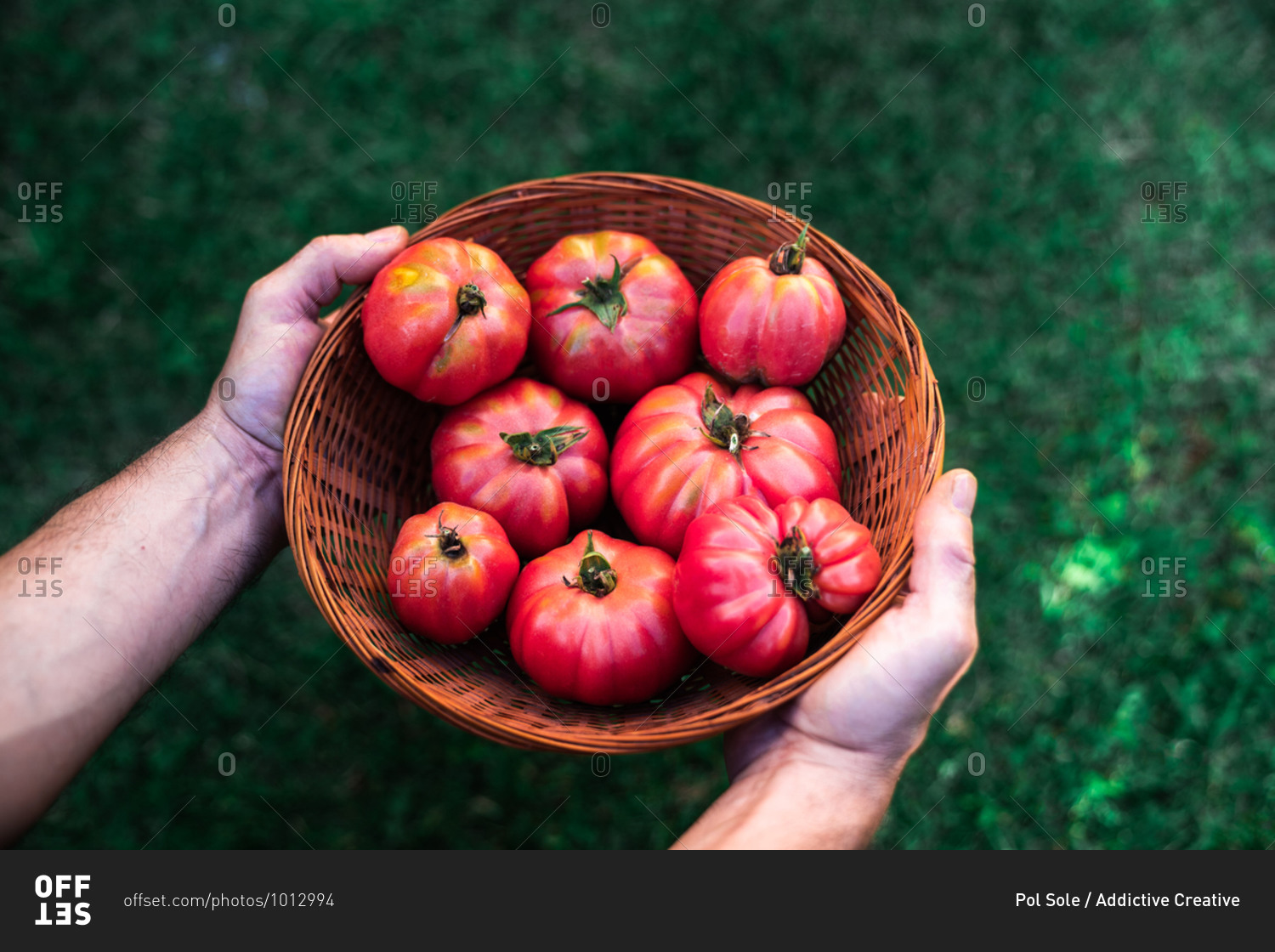 From above crop unrecognizable male gardener holding wicker bowl with fresh ripe red tomatoes during harvesting season in garden