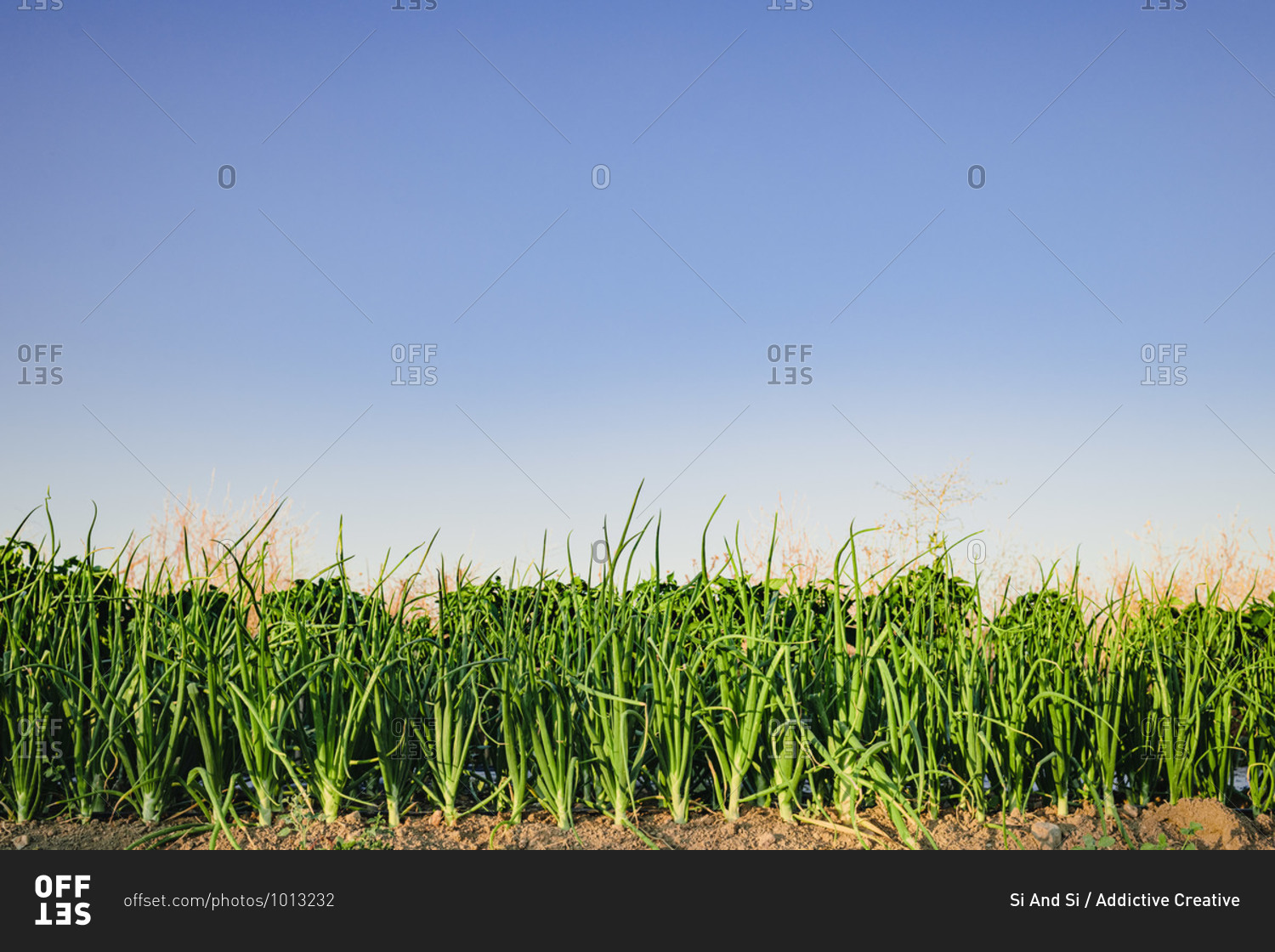 Lush green onion plants growing in soil on garden bed under cloudless blue sky in summer day