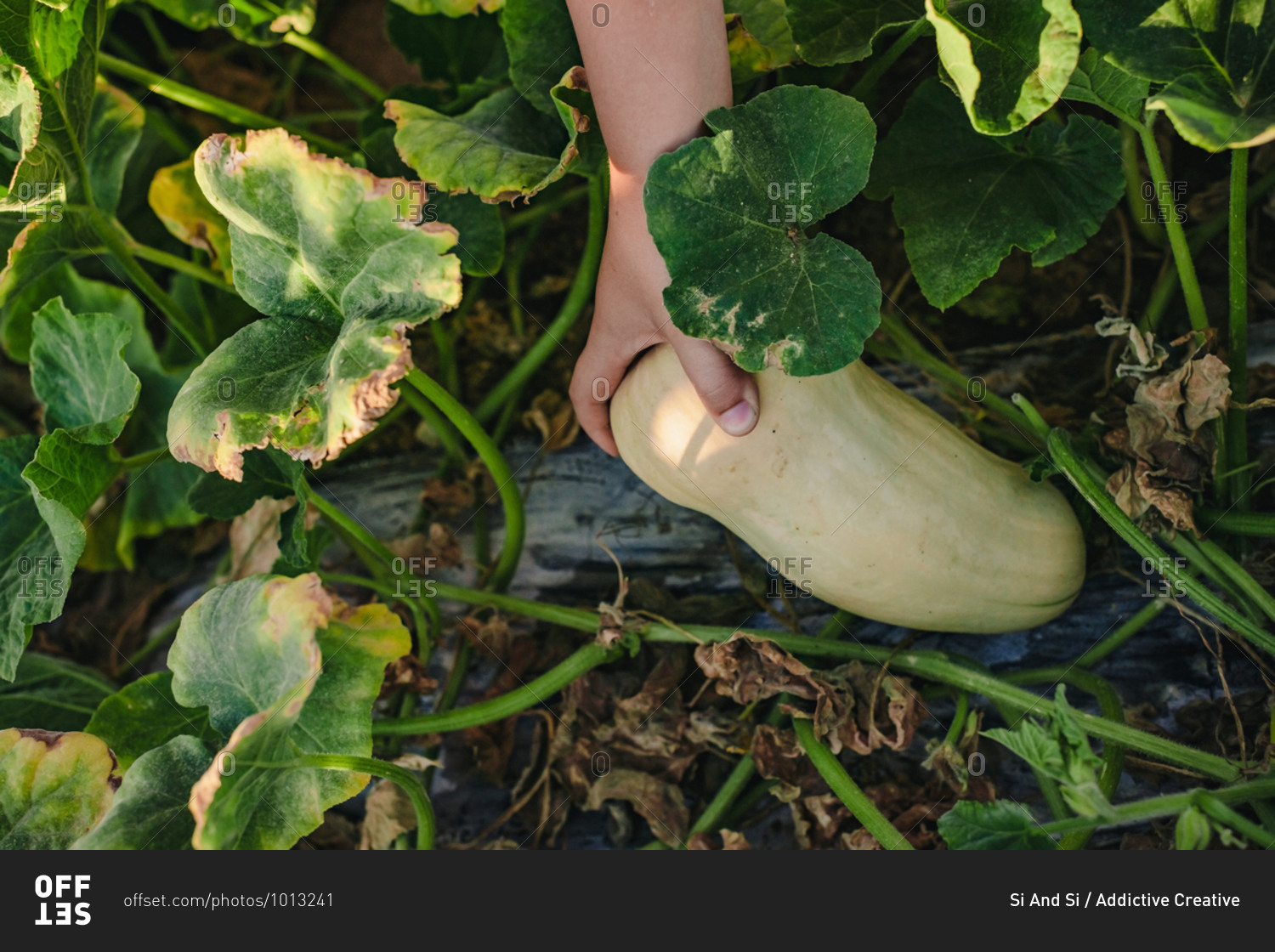 Top view of crop unrecognizable child picking ripe yellow squash from vegetable bed in summer garden