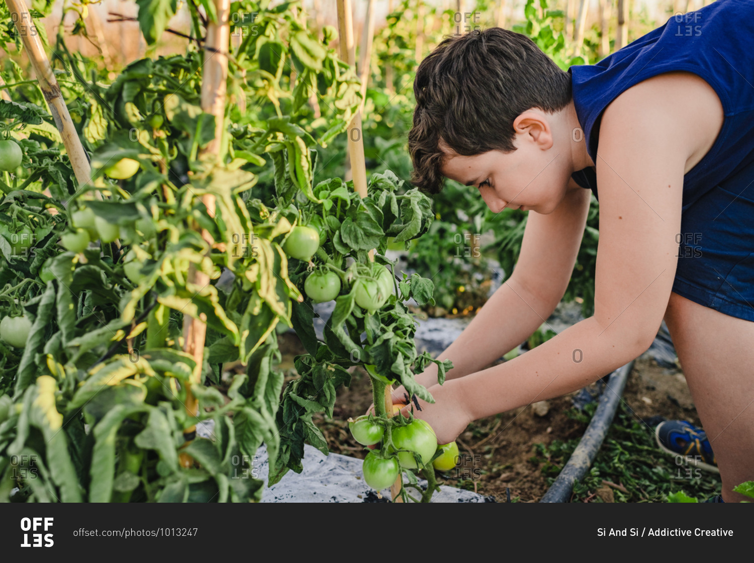 Side view of preteen boy tying up tomato bushes while working in vegetable garden during summer holidays