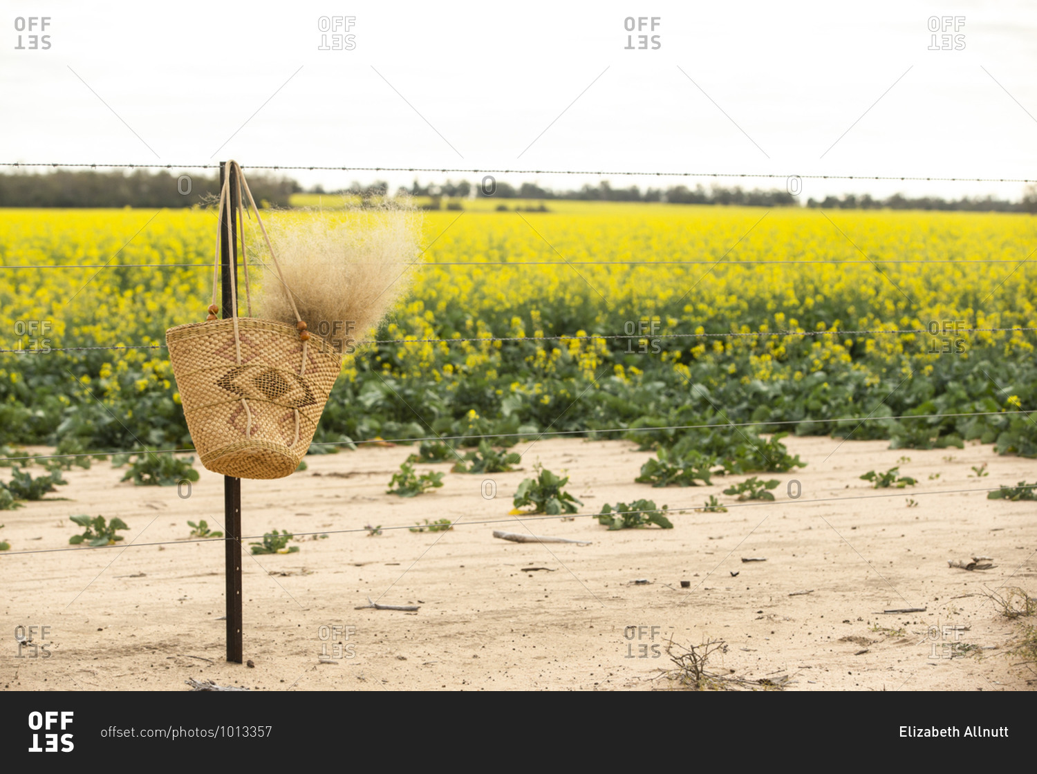 Basket filled with dried plant plumes hanging from a barbed wire fence by a canola field