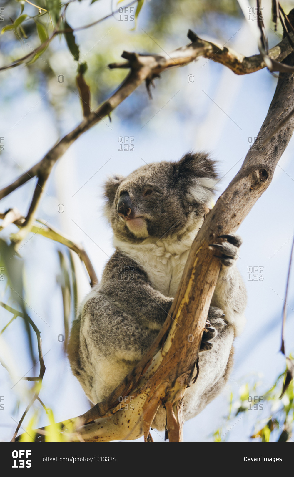 Koala on a eucalyptus tree in Australia