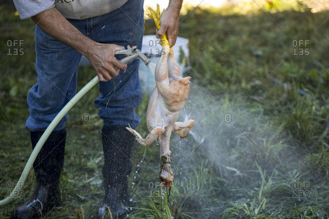 Dead Chicken Stock Illustration - Download Image Now - Chicken