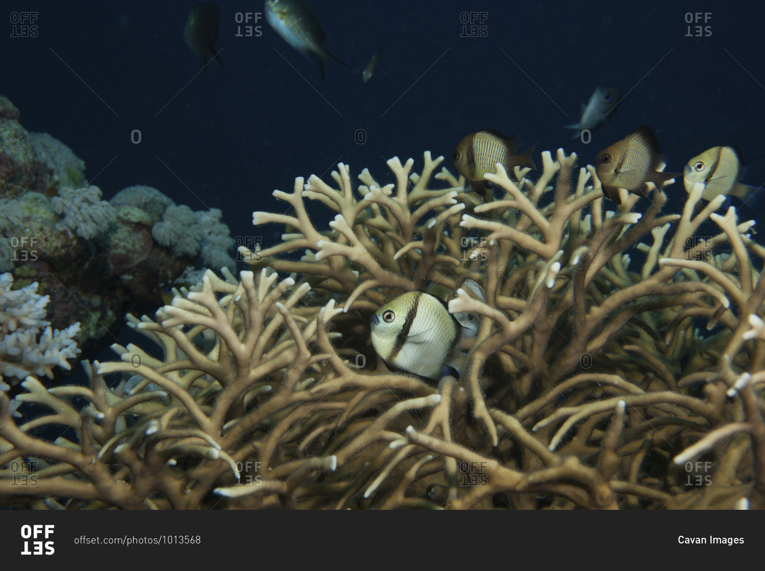 Reticulated damselfish (Dascyllus reticulatus) among hard corals, Far