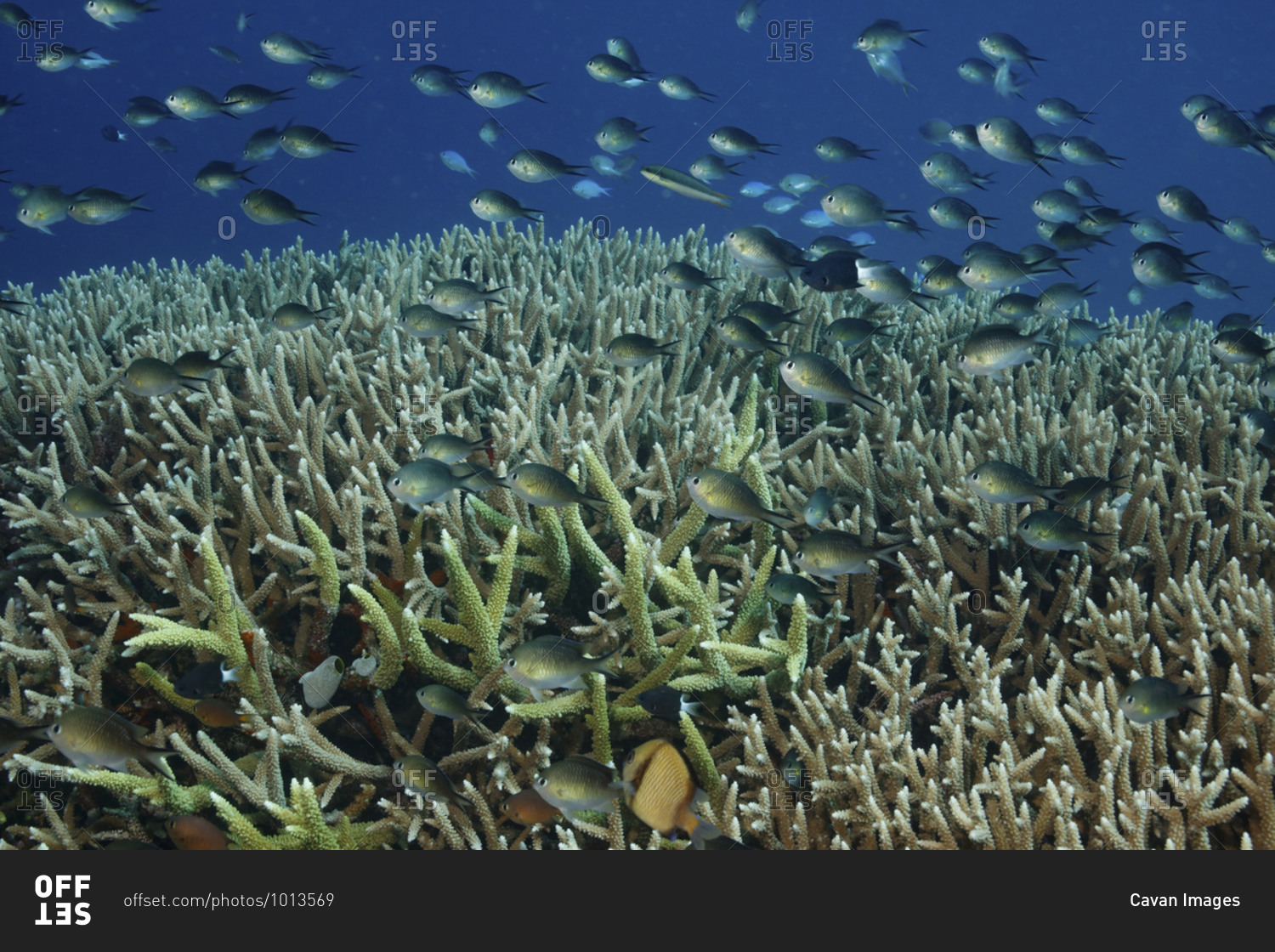School of Chromis fish swimming above staghorn coral (Acropora Cervi ornis), Great Detached Reef, Great Barrier Reef, Australia