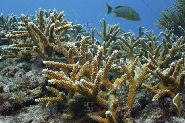 Staghorn coral (Acrophore Cervi ornis), Key Largo, Florida, USA