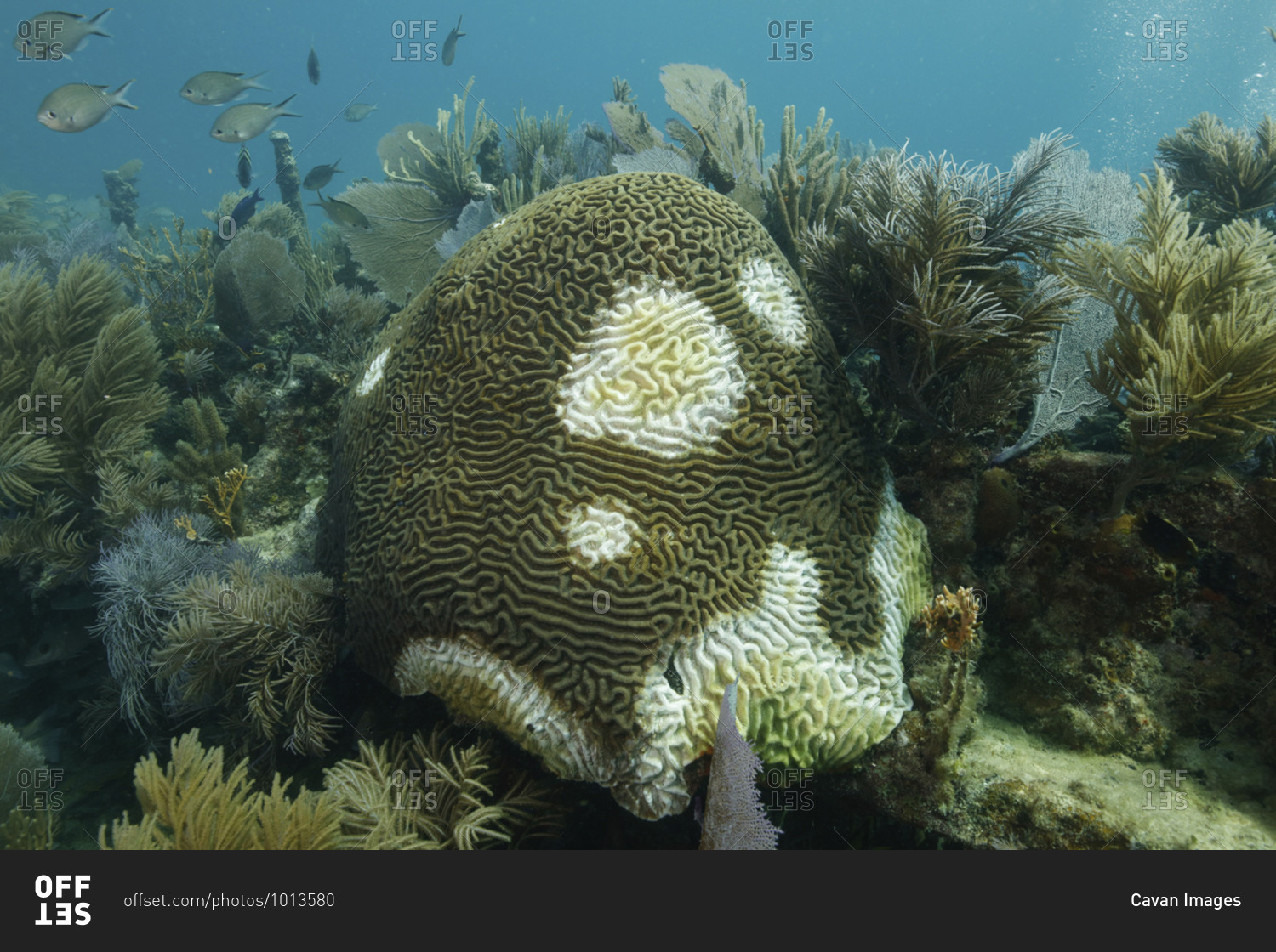Symmetrical brain coral (Pseudodiploria strigosa), Key Largo, Florida, USA