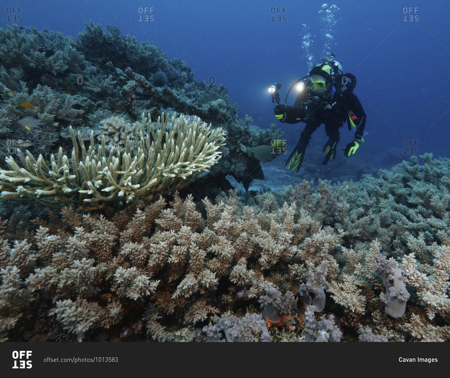 Man diving among hard corals, Far North, Great Detached Reef, Great Barrier Reef, Australia