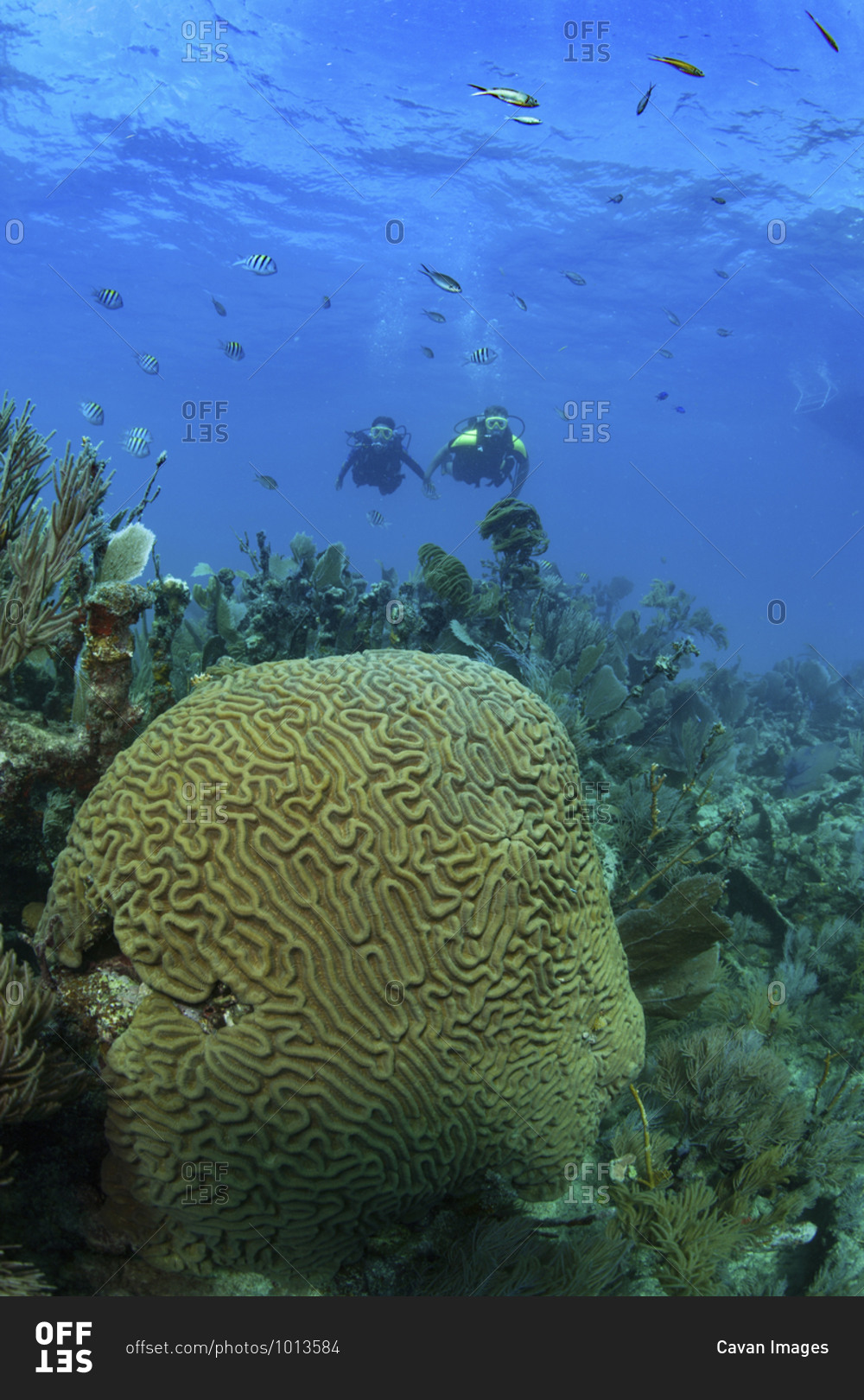 Symmetrical brain coral (Pseudodiploid strigosa), Key Largo, Florida, USA