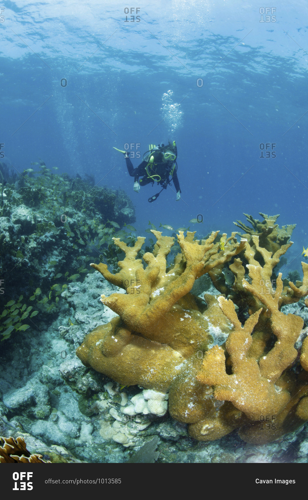Elkhorn coral (Acrophore palmate), Florida Keys, Key Largo, Florida, USA