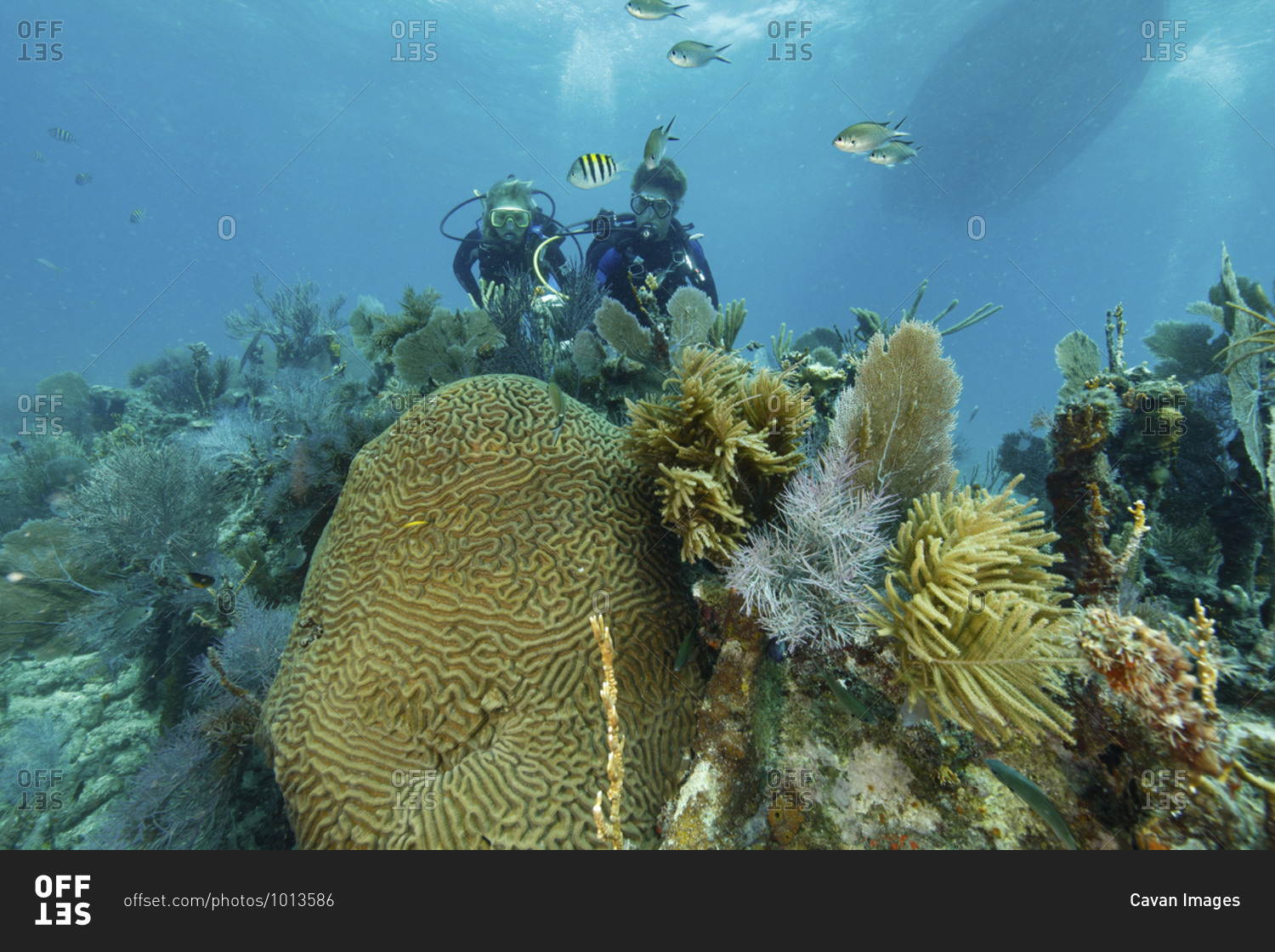 Symmetrical brain coral (Pseudodiploria strigosa), Key Largo, Florida, USA