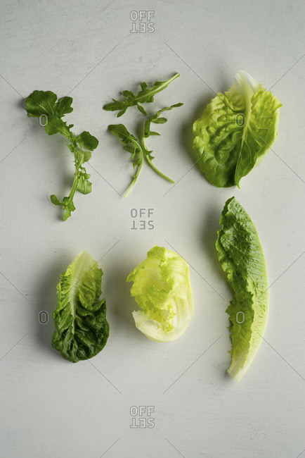 Butter lettuce, Iceberg lettuce, Cos lettuce