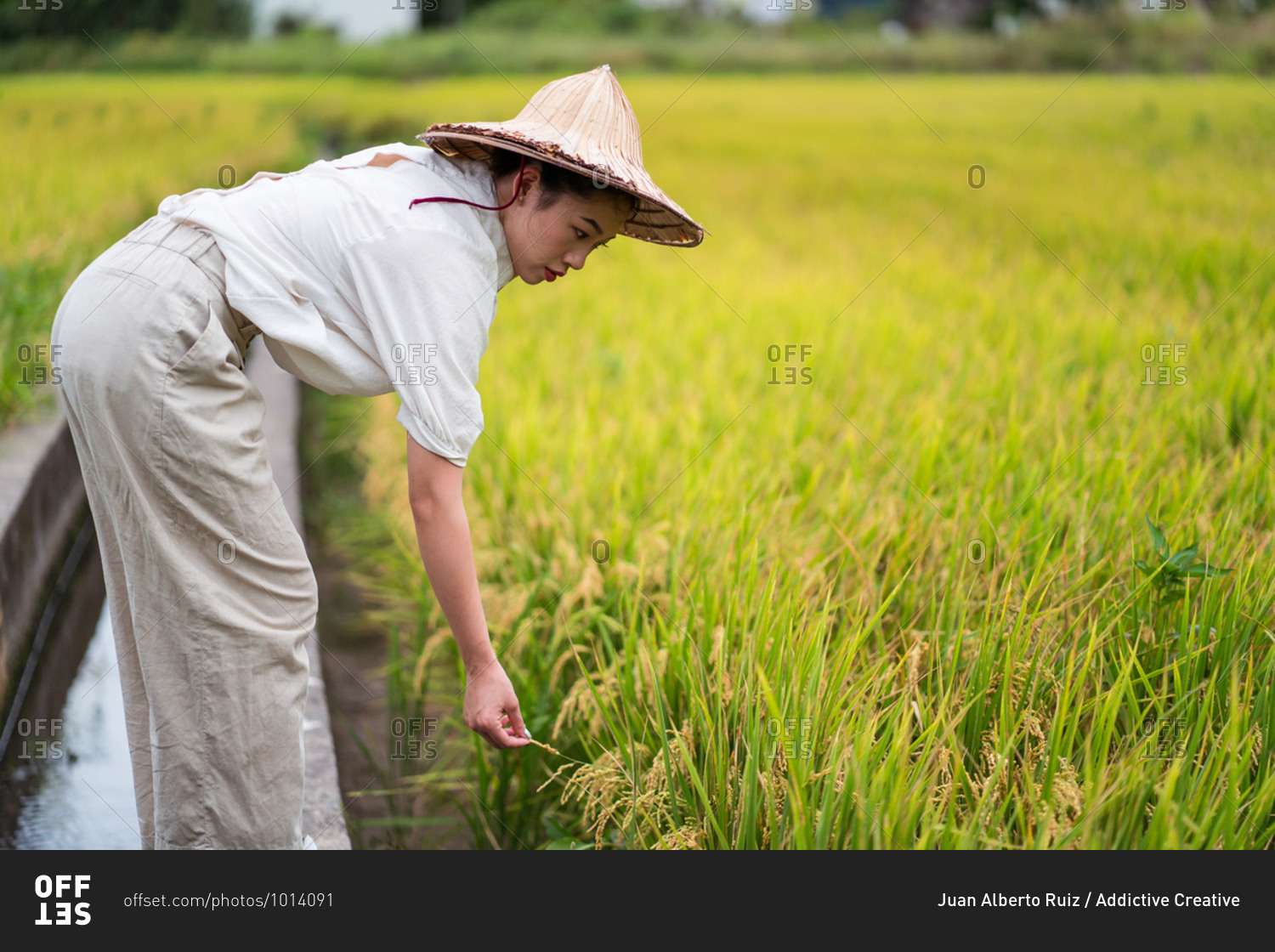 Side view of Asian female in cone hat cultivating rice field in countryside in summer