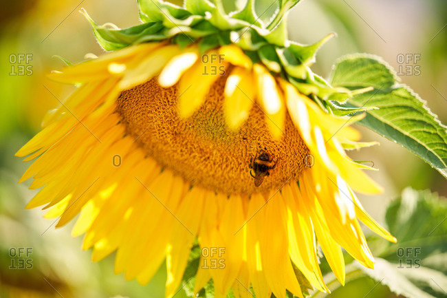 Closeup of little bee sitting on blooming sunflower during sunny day in countryside