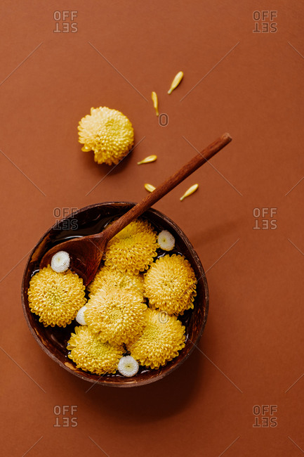 From above of buds of yellow chrysanthemum flowers in wooden bowl arranged with spoon and petals on brown background in studio