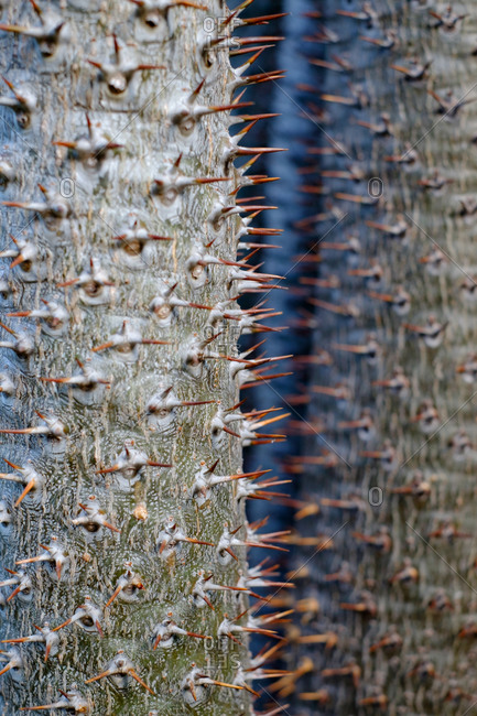 Macro image of a thorny plant