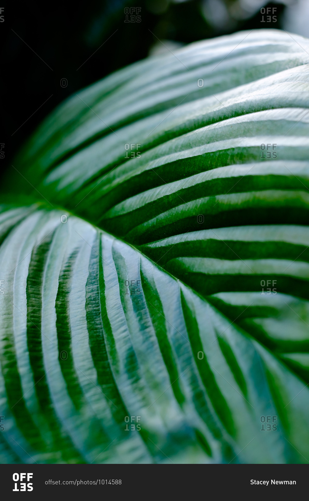 A green tropical leafy plant close up