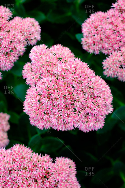Close up of beautiful pink flowers