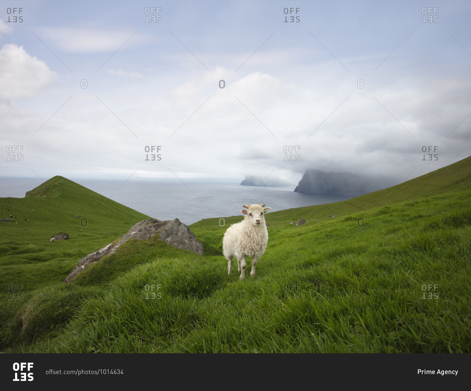 Sheep on the grassy hillside in the Faroe Islands