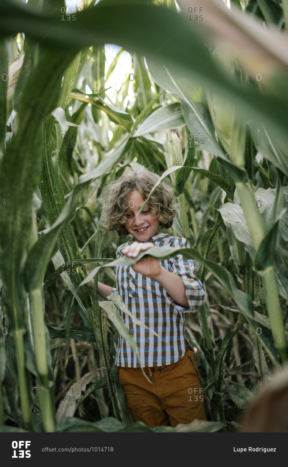 Portrait of curly-haired blond boy coming out of corn fields