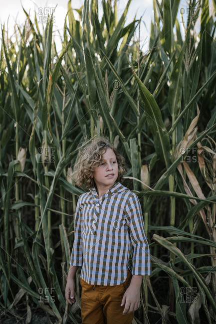 Portrait of curly blond hair boy in a corn field