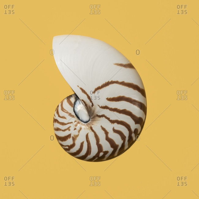 Nautilus shell on yellow background