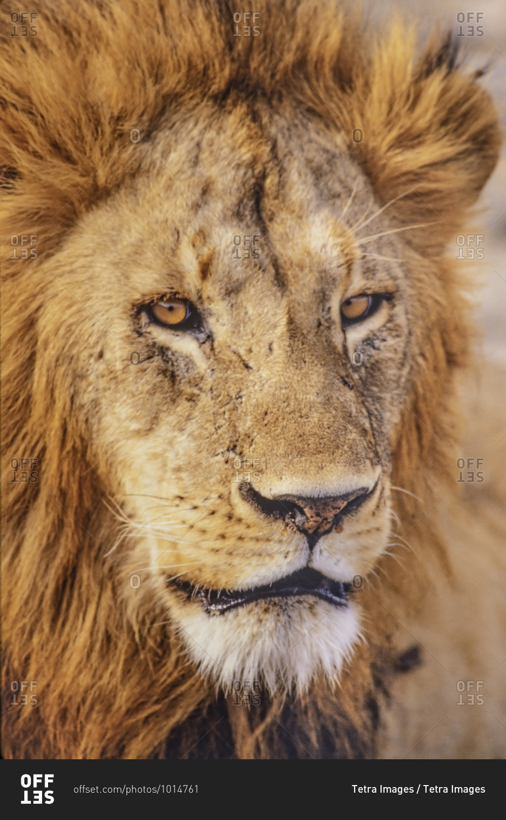 Africa, Tanzania, Head of male African Lion (Panthera leo)