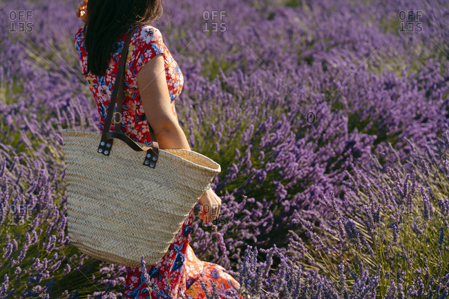 Mid section of woman standing in vast lavender field