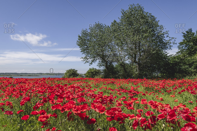 Bed of blooming red poppies