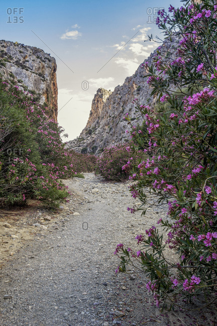 Road by flowering plant leading to mountain against sky