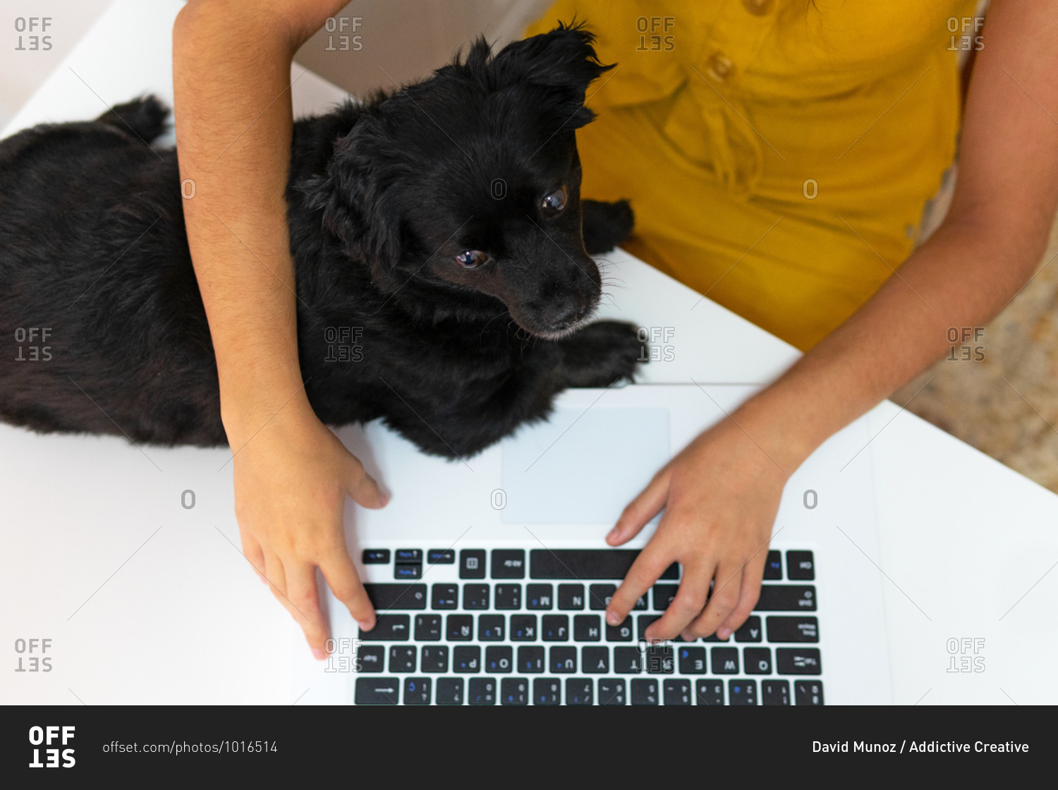 Top view of unrecognizable female entrepreneur sitting at table with cute puppy and typing on laptop while working remotely at home