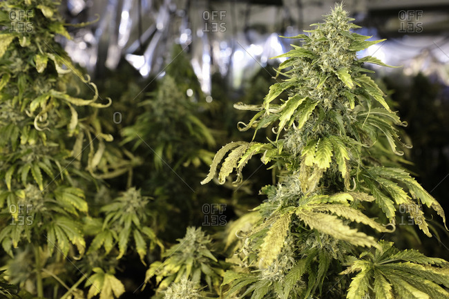 Green bushes of Cannabis plants growing in greenhouse with lab equipment for pharmaceutical industry