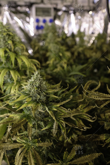 Green bushes of Cannabis plants growing in greenhouse with lab equipment for pharmaceutical industry