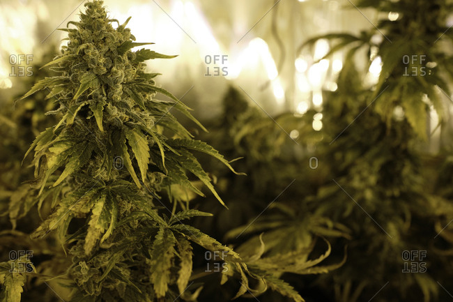 Green bushes of Cannabis plants growing in greenhouse with lab equipment for pharmaceutical industry