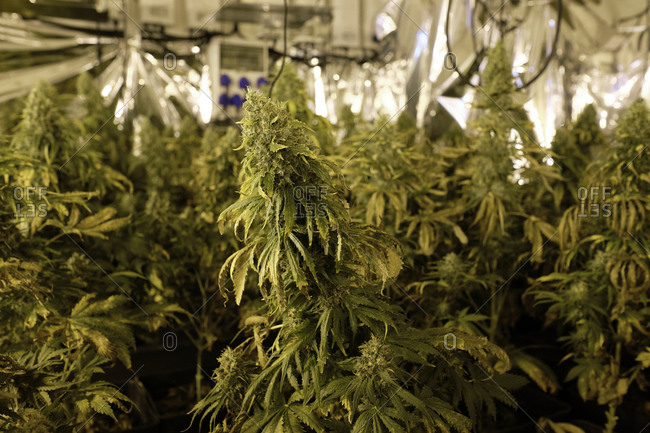 Green bushes of Cannabis plants growing in greenhouse with lab equipment for pharmaceutical industry