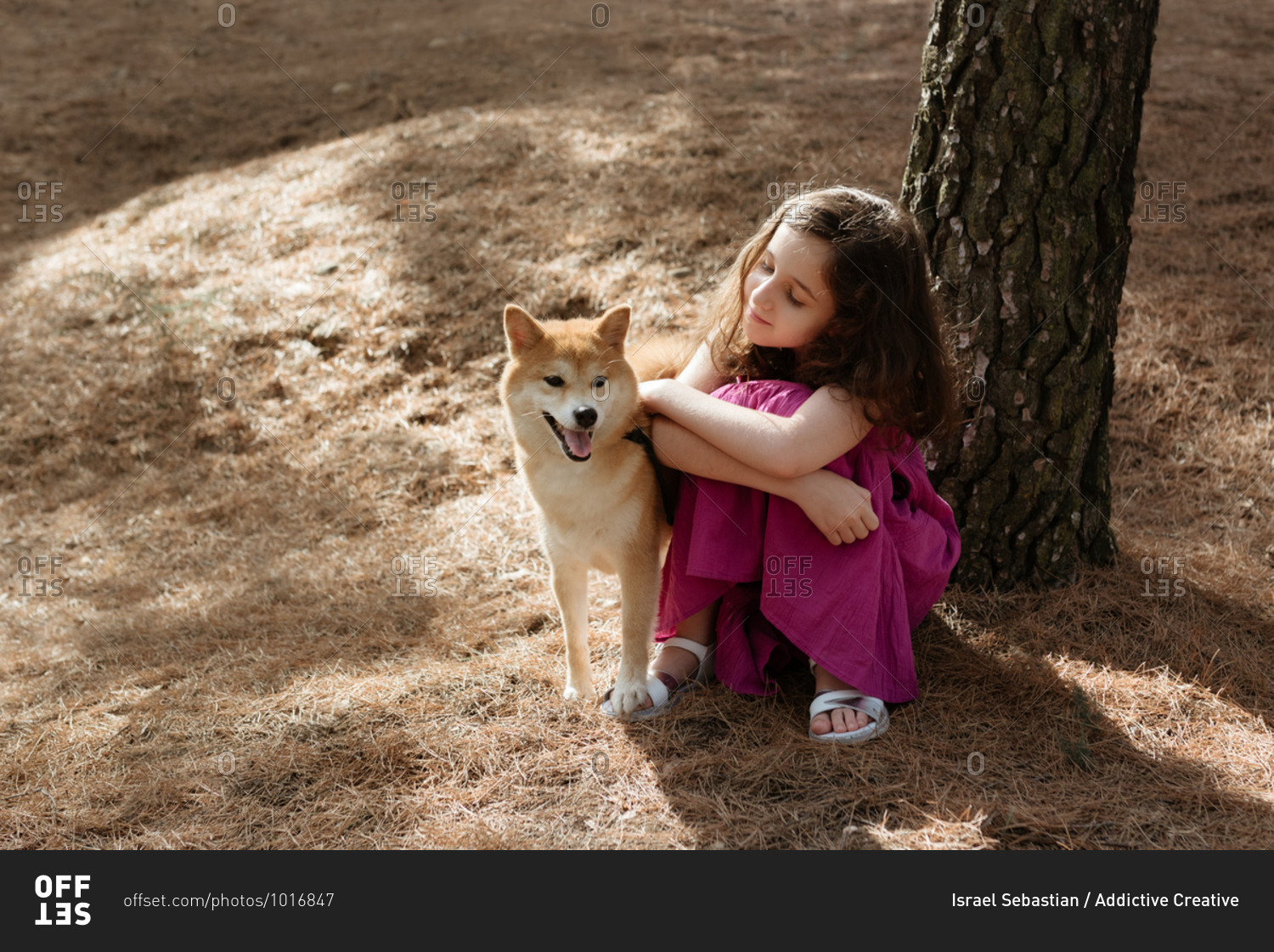 From above full length of positive tranquil little girl embracing adorable Shiba Inu dog while sitting together near tree trunk in summer forest