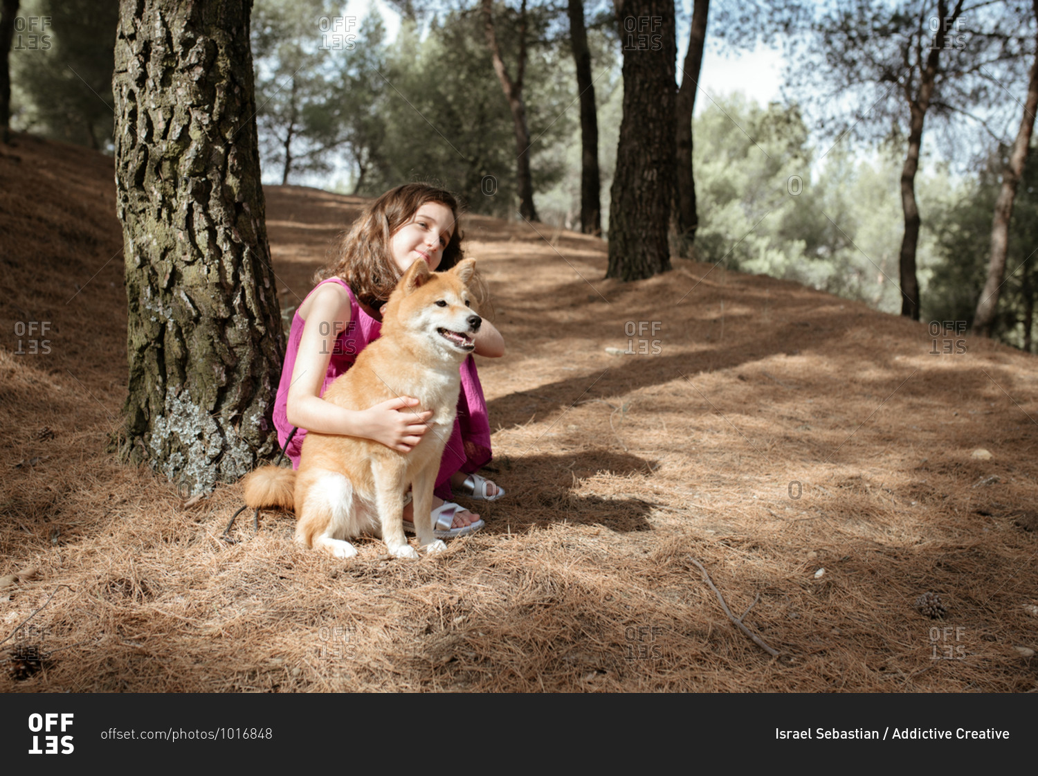 Full length of positive tranquil little girl embracing adorable Shiba Inu dog while sitting together near tree trunk in summer forest
