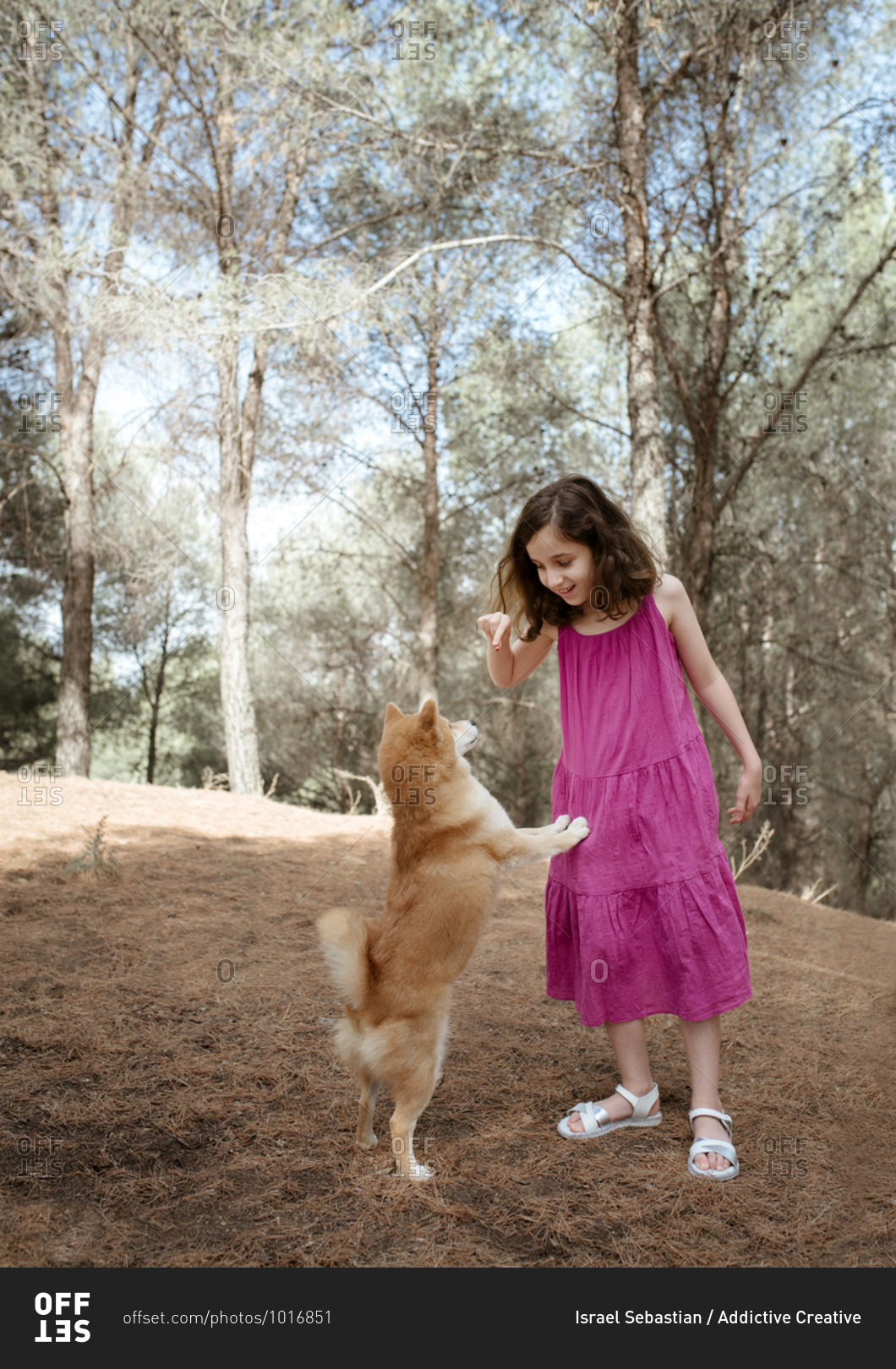 Full length of happy little child in colorful summer dress playing with obedient Shiba Inu dog while standing together in forest