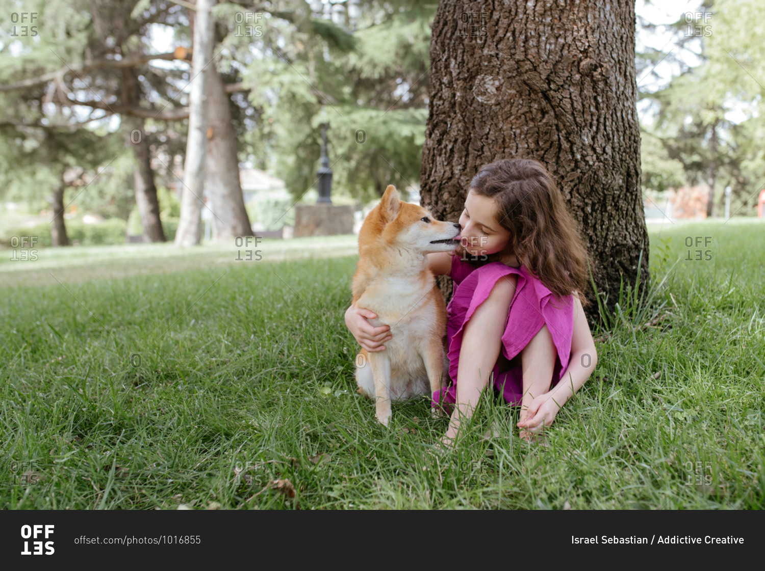Little girl in summer dress embracing and kissing cute Shiba Inu dog while sitting together on green lawn near tree in summer park