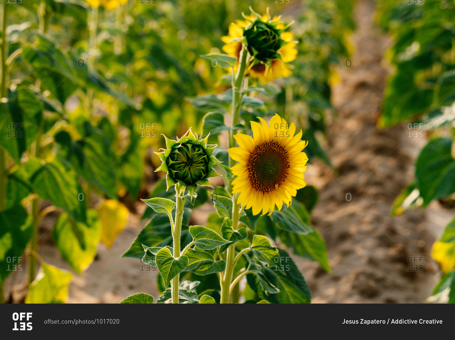 Picturesque landscape of vast agricultural field with\
blooming yellow sunflowers in summer countryside stock photo -\
OFFSET